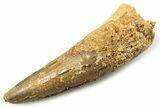 Fossil Spinosaurus Tooth - Real Dinosaur Tooth #357716-1